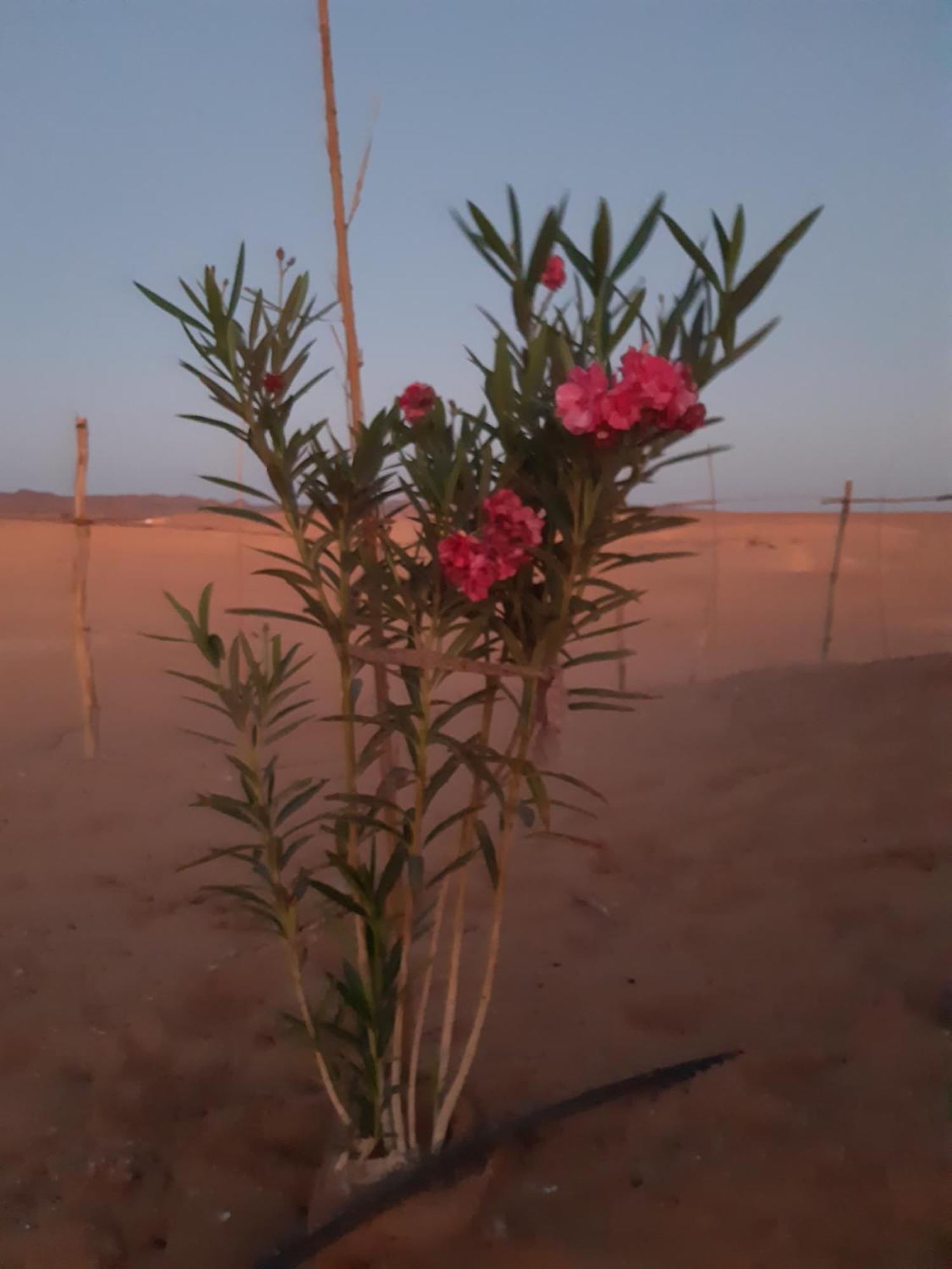 Готель Sahara Peace Camp Загора Екстер'єр фото